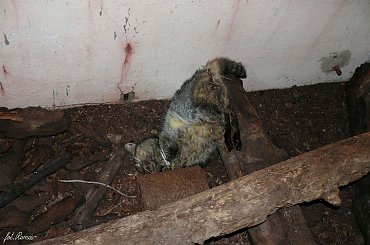 Szlakiem węzła obronnego Ruciane - Guzianka #Guzianka #Ruciane