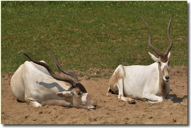 Antylopa Impala