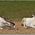 Antylopa Impala