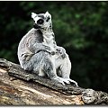 Lemur katta