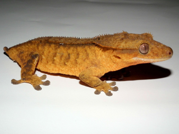 #CrestedGecko #GekonOrzęsiony #RhacodactylusCiliatus