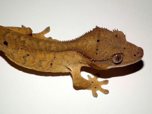 #CrestedGecko #GekonOrzęsiony #hatchling #RhacodactylusCiliatus