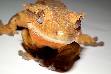 #CrestedGecko #GekonOrzęsiony #RhacodactylusCiliatus