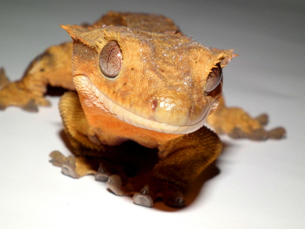 #CrestedGecko #GekonOrzęsiony #RhacodactylusCiliatus