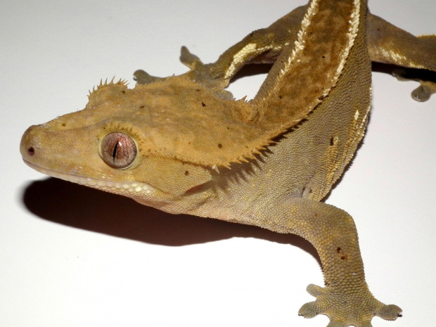 #CrestedGecko #GekonOrzęsiony #RhacodactylusCiliatus