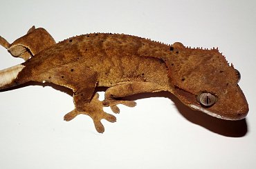 #CrestedGecko #GekonOrzęsiony #hatchling #RhacodactylusCiliatus