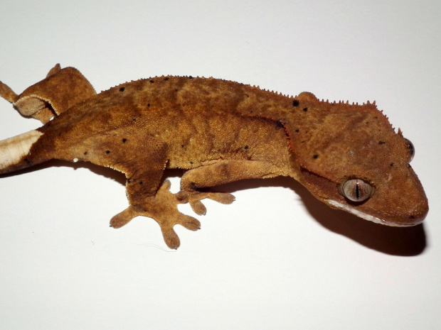 #CrestedGecko #GekonOrzęsiony #hatchling #RhacodactylusCiliatus