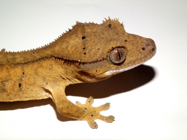 #CrestedGecko #GekonOrzęsiony #hatchling #RhacodactylusCiliatus