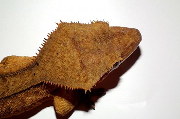 #CrestedGecko #GekonOrzęsiony #RhacodactylusCiliatus