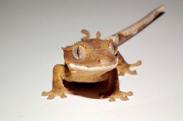 #CrestedGecko #GekonOrzęsiony #hatchling #RhacodactylusCiliatus