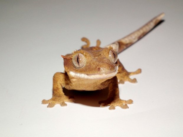 #CrestedGecko #GekonOrzęsiony #hatchling #RhacodactylusCiliatus