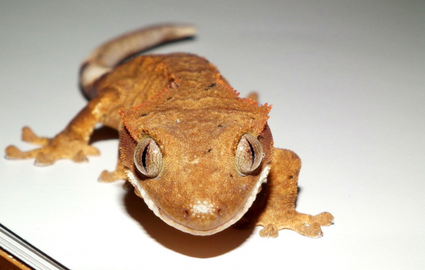 #CrestedGecko #GekonOrzęsiony #hatchling #RhacodactylusCiliatus