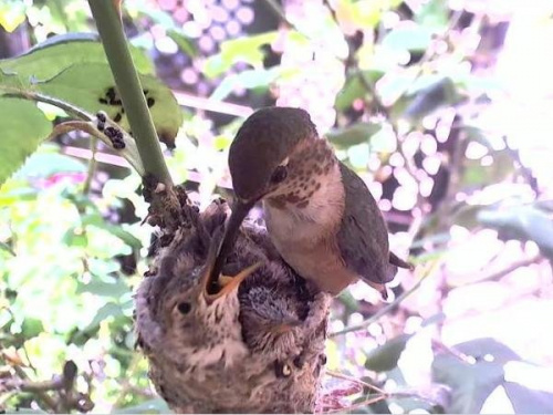 Zrzut wykonałam w niedzielę. W poniedziałek gniazdo zostało zaatakowane przez jakiegoś dużego ptaka, oba pisklęta nie żyją...
http://phoebeallens.com/