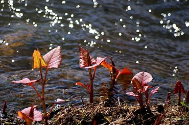 u matuli byłam ... #wiosna #NadWodą #RdestSachaliński #chwasty