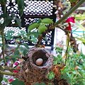 Nie do wiary! Koliberka Phoebe odbudowała gniazdko i już złożyła jajeczko :-)
http://phoebeallens.com/