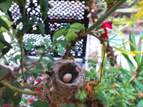 Nie do wiary! Koliberka Phoebe odbudowała gniazdko i już złożyła jajeczko :-)
http://phoebeallens.com/
