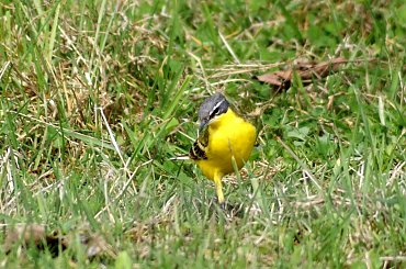 Pliszka i jagnie #animal #bird #jagnie #lamb #pets #Pliszka #ptaki #wagtail #xnifar #zwierzęta