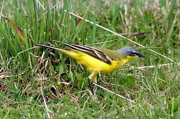 Pliszka i jagnie #animal #bird #jagnie #lamb #pets #Pliszka #ptaki #wagtail #xnifar #zwierzęta