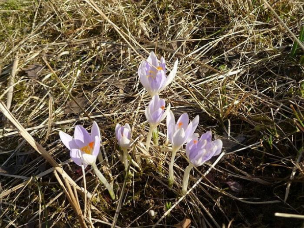 Krokusy