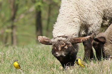 Pliszka i jagnie #animal #bird #jagnie #lamb #pets #Pliszka #ptaki #wagtail #xnifar #zwierzęta