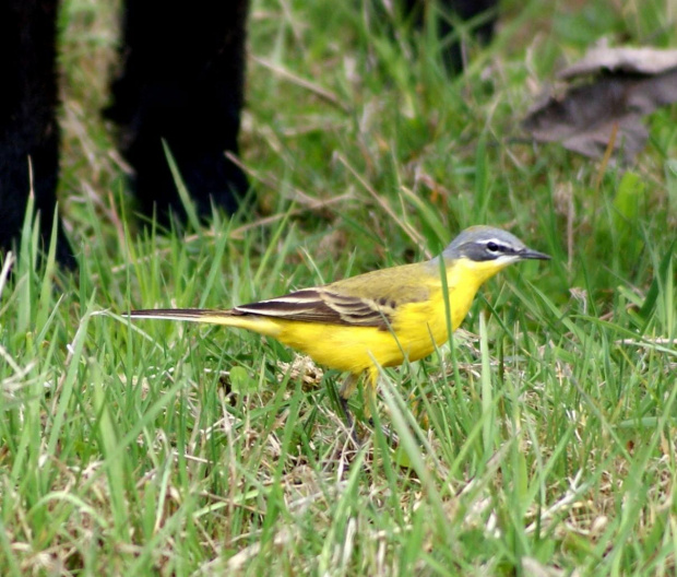 Pliszka i jagnie #animal #bird #jagnie #lamb #pets #Pliszka #ptaki #wagtail #xnifar #zwierzęta