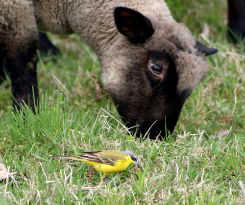 Pliszka i jagnie #animal #bird #jagnie #lamb #pets #Pliszka #ptaki #wagtail #xnifar #zwierzęta