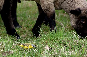 Pliszka i jagnie #animal #bird #jagnie #lamb #pets #Pliszka #ptaki #wagtail #xnifar #zwierzęta