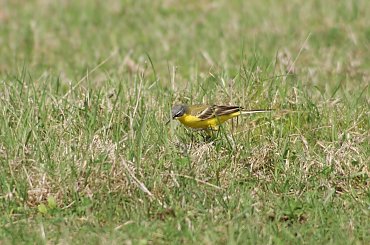 Pliszka i jagnie #animal #bird #jagnie #lamb #pets #Pliszka #ptaki #wagtail #xnifar #zwierzęta