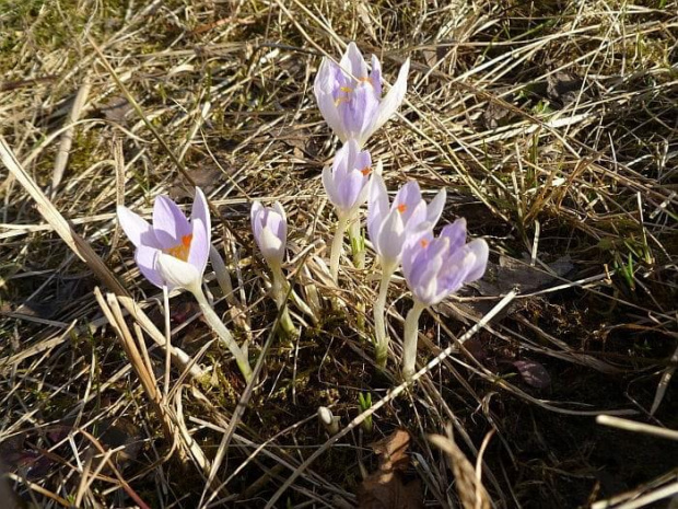 Krokusy