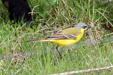 Pliszka i jagnie #animal #bird #jagnie #lamb #pets #Pliszka #ptaki #wagtail #xnifar #zwierzęta