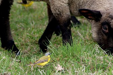 Pliszka i jagnie #animal #bird #jagnie #lamb #pets #Pliszka #ptaki #wagtail #xnifar #zwierzęta