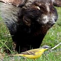 Pliszka i jagnie #animal #bird #jagnie #lamb #pets #Pliszka #ptaki #wagtail #xnifar #zwierzęta