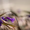 Violet... #arietiss #flora #kwiaty #wiosna