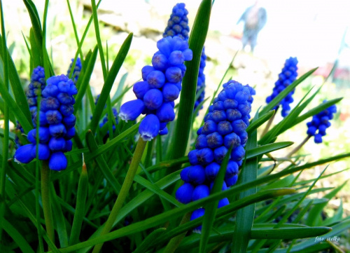 nareszcie mój ogród zaczyna nabierać kolorów ... :) #kwiaty #ogród #wiosna #szafirki