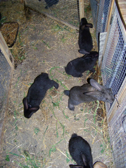 króliki , królik