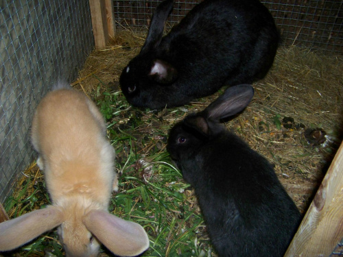 króliki , królik