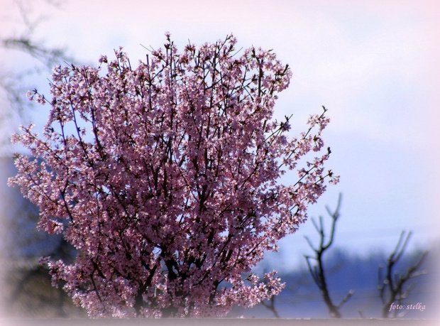 pięknej wiosny ciąg dalszy ... :)) **** ulub. moniac20 **** #wiosna #kwiaty #ogród