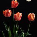 Tulipany