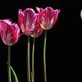 Tulipany