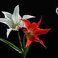 Tulipany