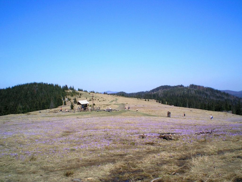 Hala Turbacz w krokusach #góry #beskidy #gorce #HalaTurbacz #CzołoTurbacza #turbaczyk