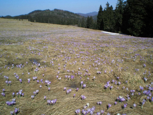 Krokusy na Hali Turbacz #góry #beskidy #gorce #HalaTurbacz #CzołoTurbacza #turbaczyk