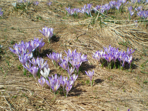 Krokusy na Hali Turbacz #góry #beskidy #gorce #HalaTurbacz #CzołoTurbacza #turbaczyk