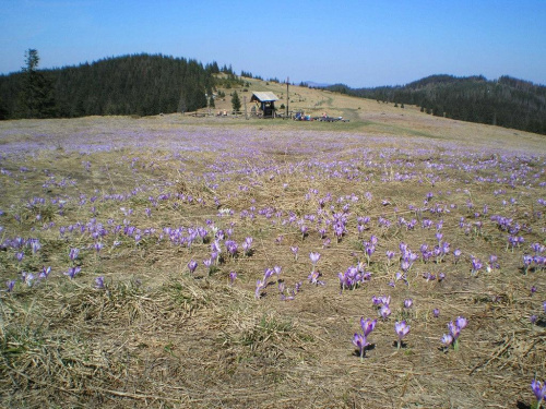 Hala Turbacz i Czoło Turbacza #góry #beskidy #gorce #HalaTurbacz #CzołoTurbacza #turbaczyk