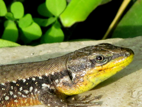 Salamandry wygrzewające się w słońcu #salamandra