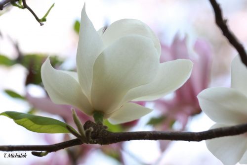 magnolia #kwiaty #magnolia #ŁazienkiKrólewskie #Warszawai