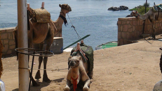 Wielbłady na których mieliśmy przejażdżkę #Asuan #Egipt #Nubia #Wielbłąd