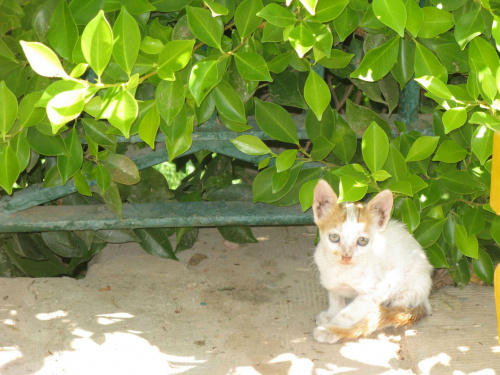Asuan - Jeden z setek kotów zamieszkujących ogród botaniczny Kitchenera #Asuan #Egipt #Kitchener