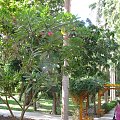 Asuan - Ogród botaniczny Kitchenera #Asuan #Egipt #Kitchener #Ogród