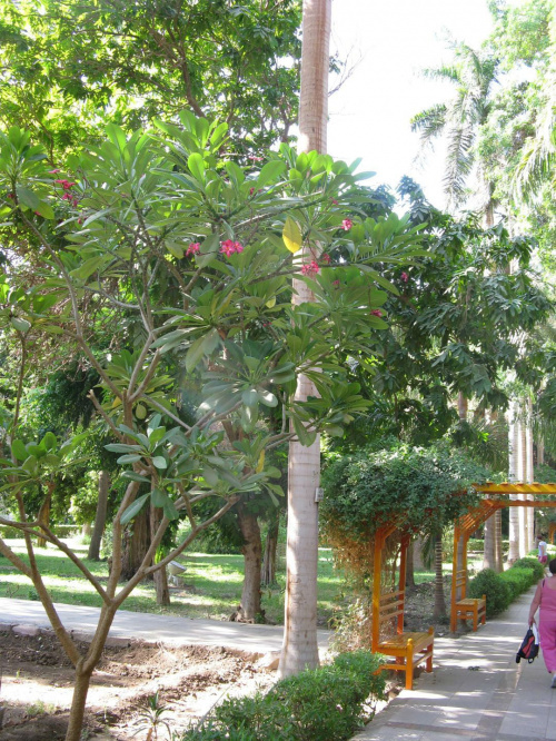Asuan - Ogród botaniczny Kitchenera #Asuan #Egipt #Kitchener #Ogród